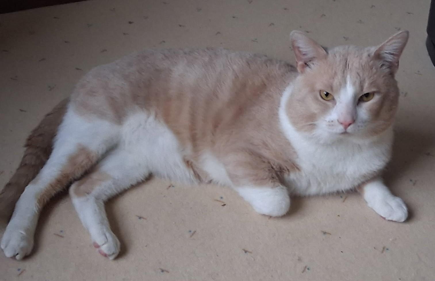 Kool-Jay, ADOPTABLE, Adult Male Domestic Short Hair.