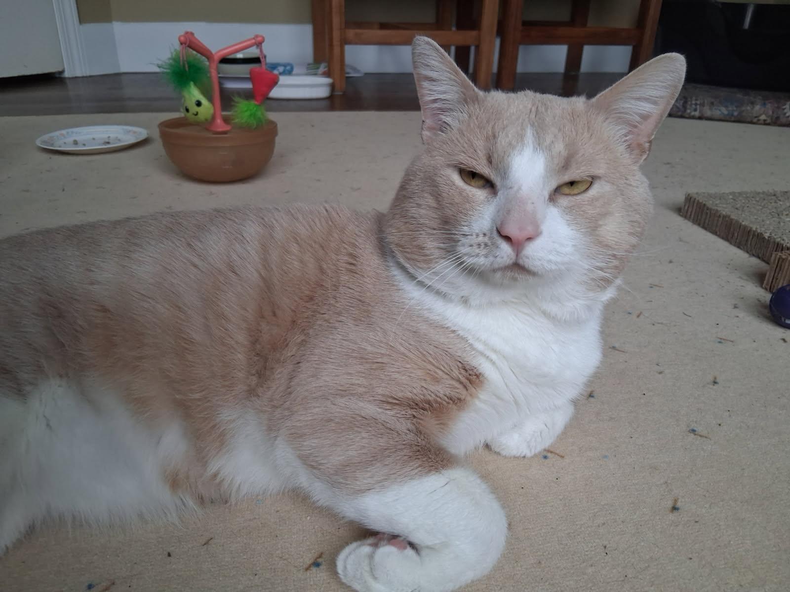 Kool-Jay, a ADOPTABLE Domestic Short Hair in Nashville, TN image 5/6