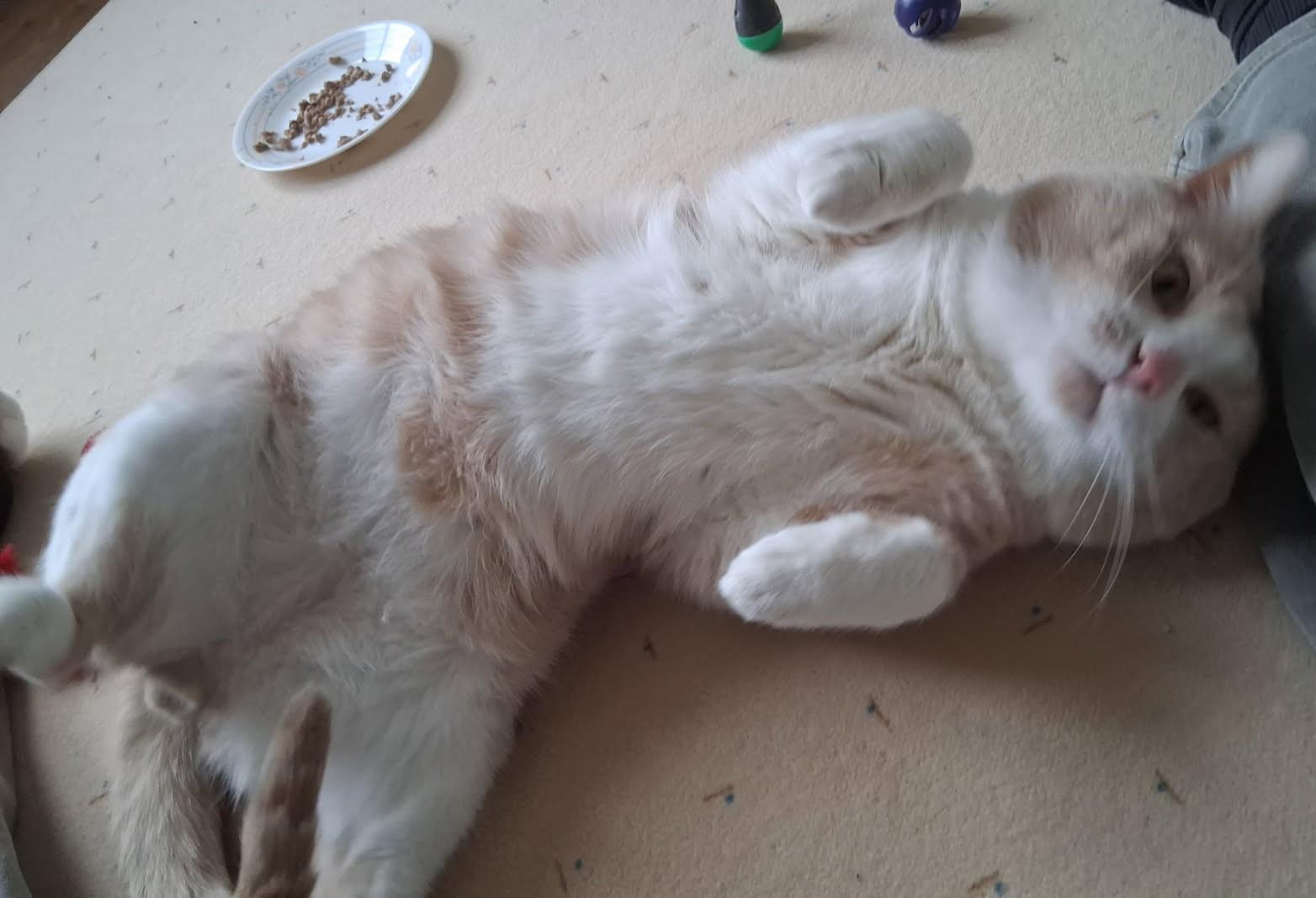 Kool-Jay, a ADOPTABLE Domestic Short Hair in Nashville, TN image 3/6