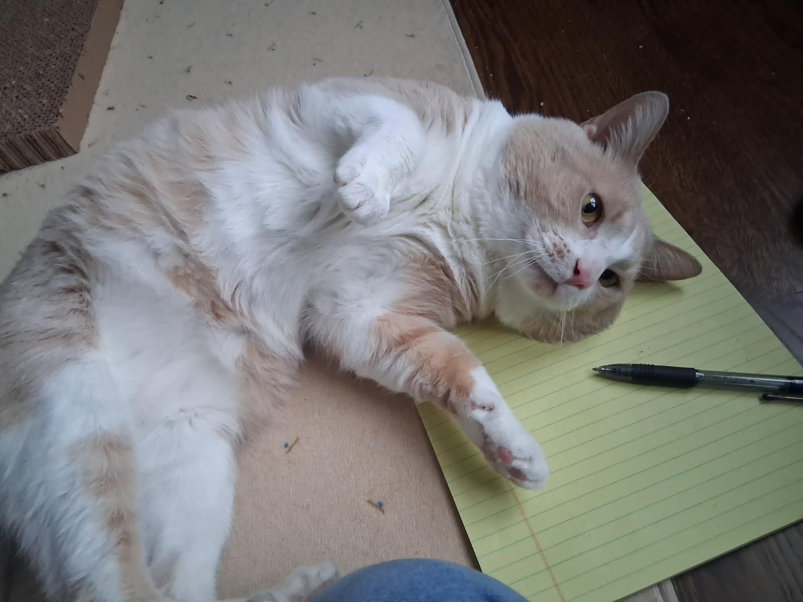 Kool-Jay, a ADOPTABLE Domestic Short Hair in Nashville, TN image 4/6