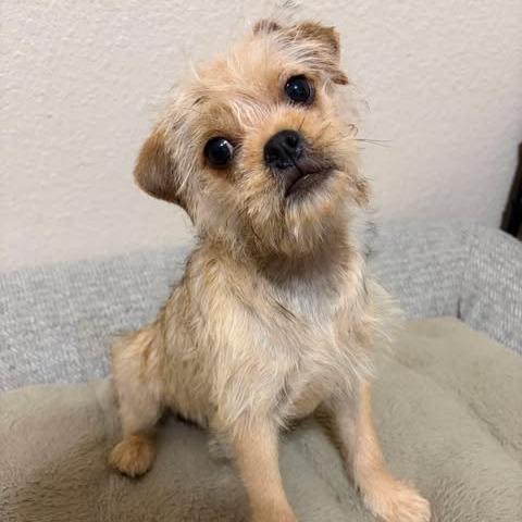 Hammy, a Adoptable mixed breed in Alma, WI image 2/6