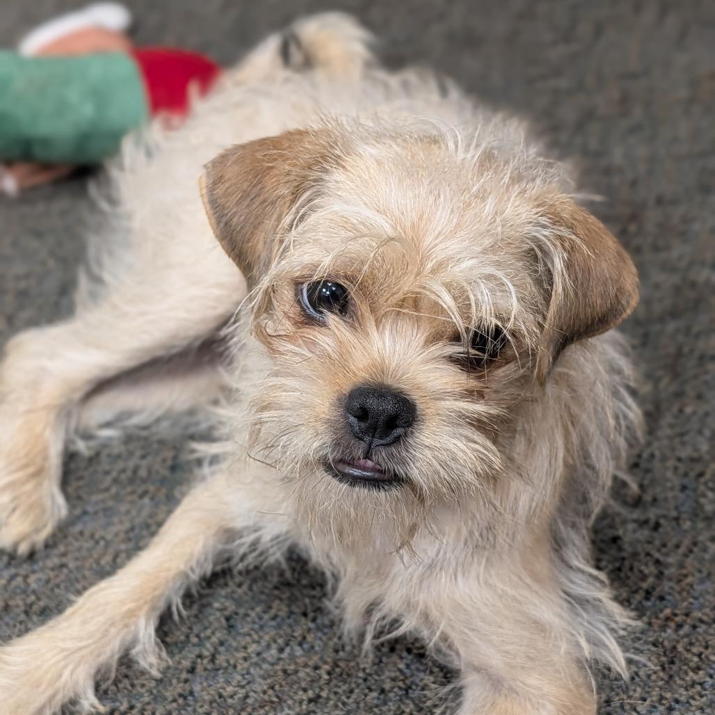 Hammy, a Adoptable mixed breed in Alma, WI image 3/6