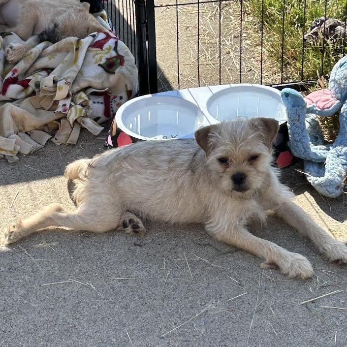 Hammy, a Adoptable mixed breed in Alma, WI image 4/6