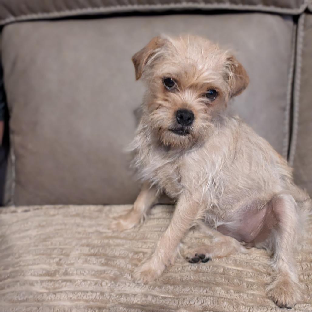Hammy, a Adoptable mixed breed in Alma, WI image 5/6
