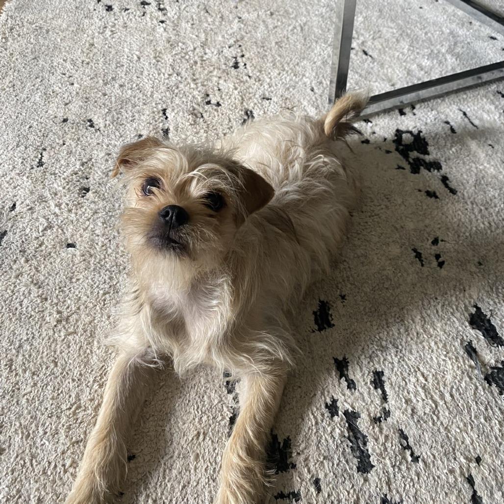 Hammy, a Adoptable mixed breed in Alma, WI image 6/6