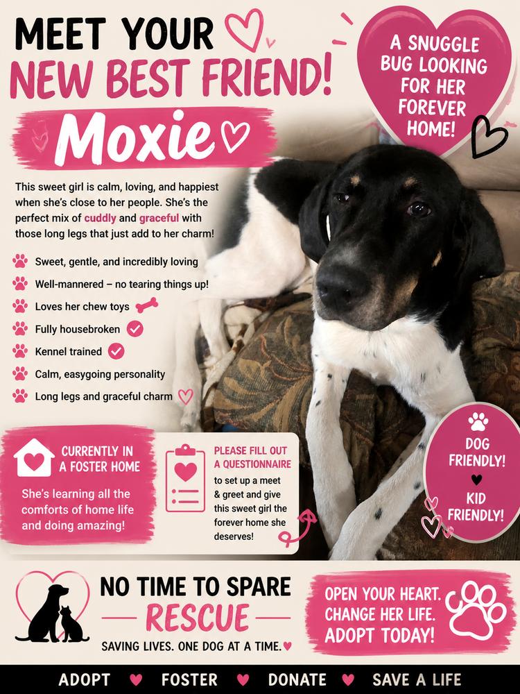 Moxie, Adoptable, Young Female Black and Tan Coonhound.