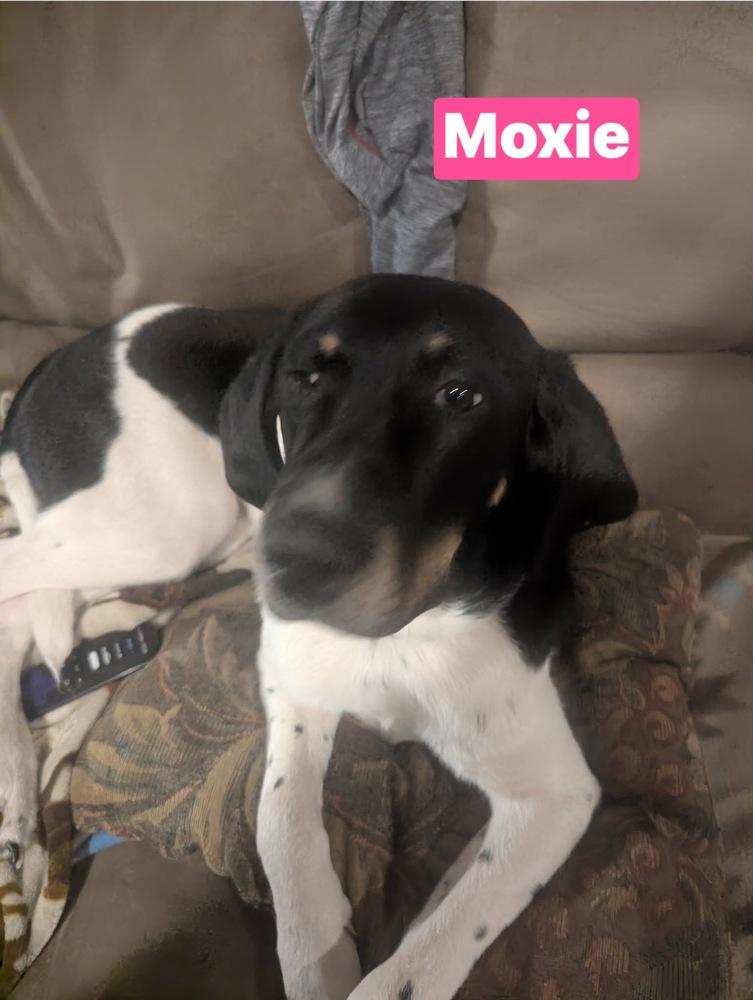 Enlarge Moxie, a Adoptable Black and Tan Coonhound in Warrenton, MO image 2/4