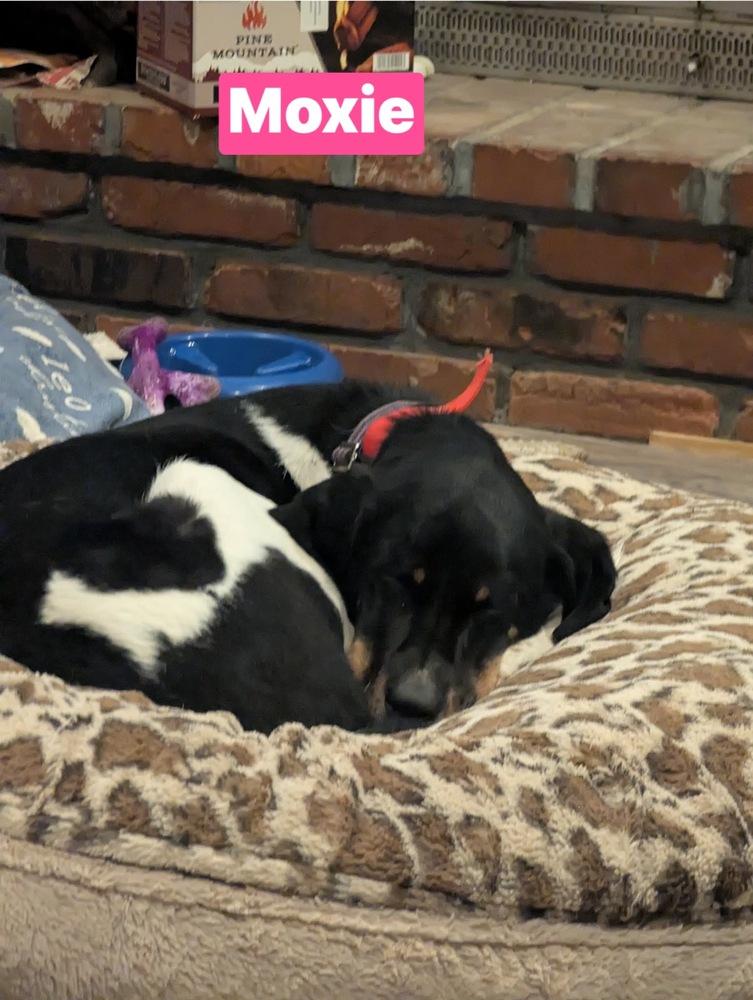Enlarge Moxie, a Adoptable Black and Tan Coonhound in Warrenton, MO image 3/4