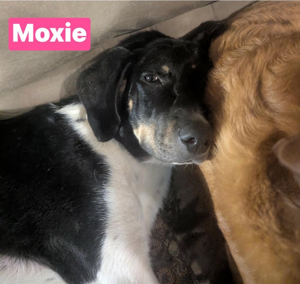 Enlarge Moxie, a Adoptable Black and Tan Coonhound in Warrenton, MO image 4/4