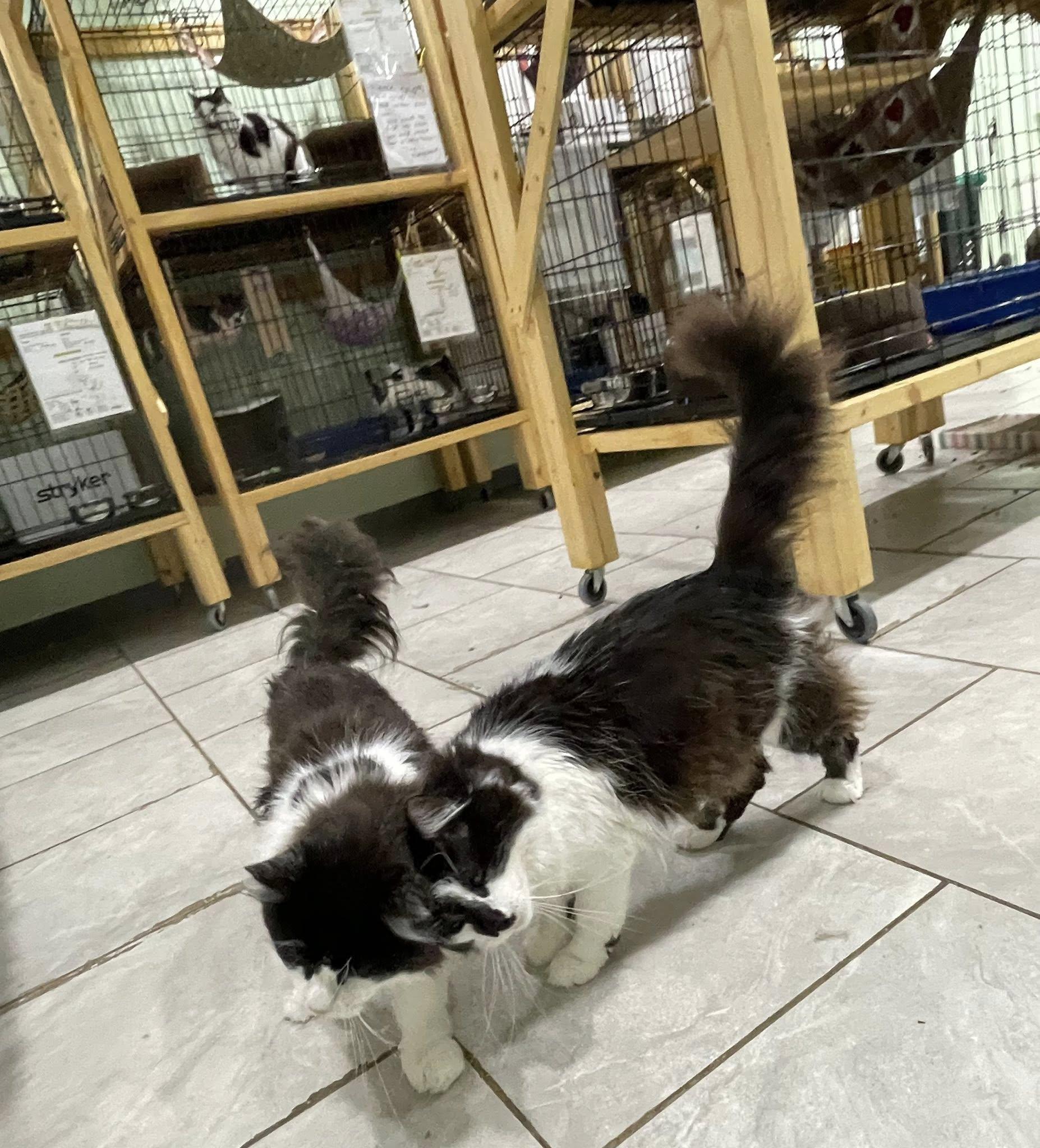 Alastair & Abram- BONDED PAIR, adoptable, Adult Male Domestic Long Hair.