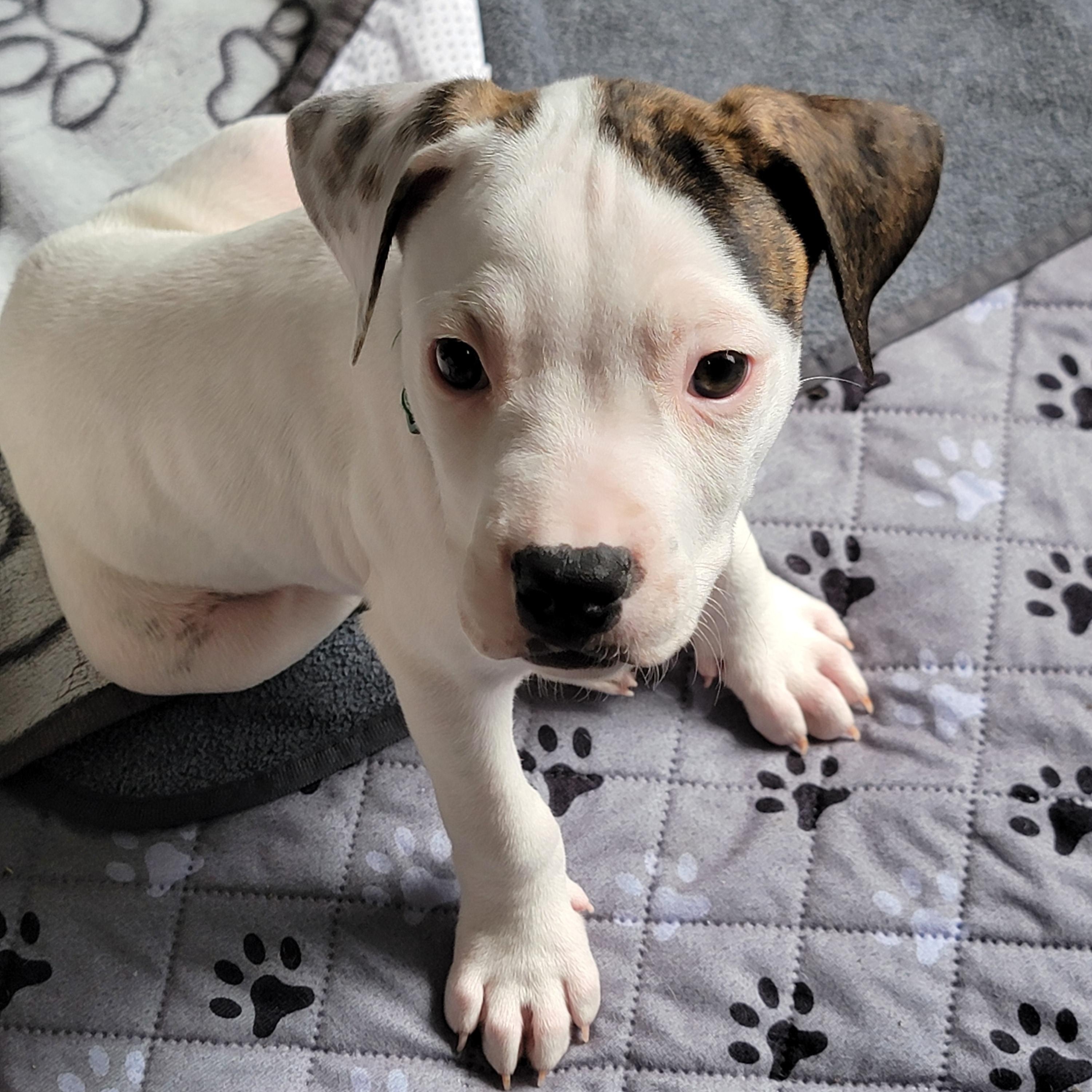 Spritz, ADOPTABLE, Puppy Male Boxer & American Bully.