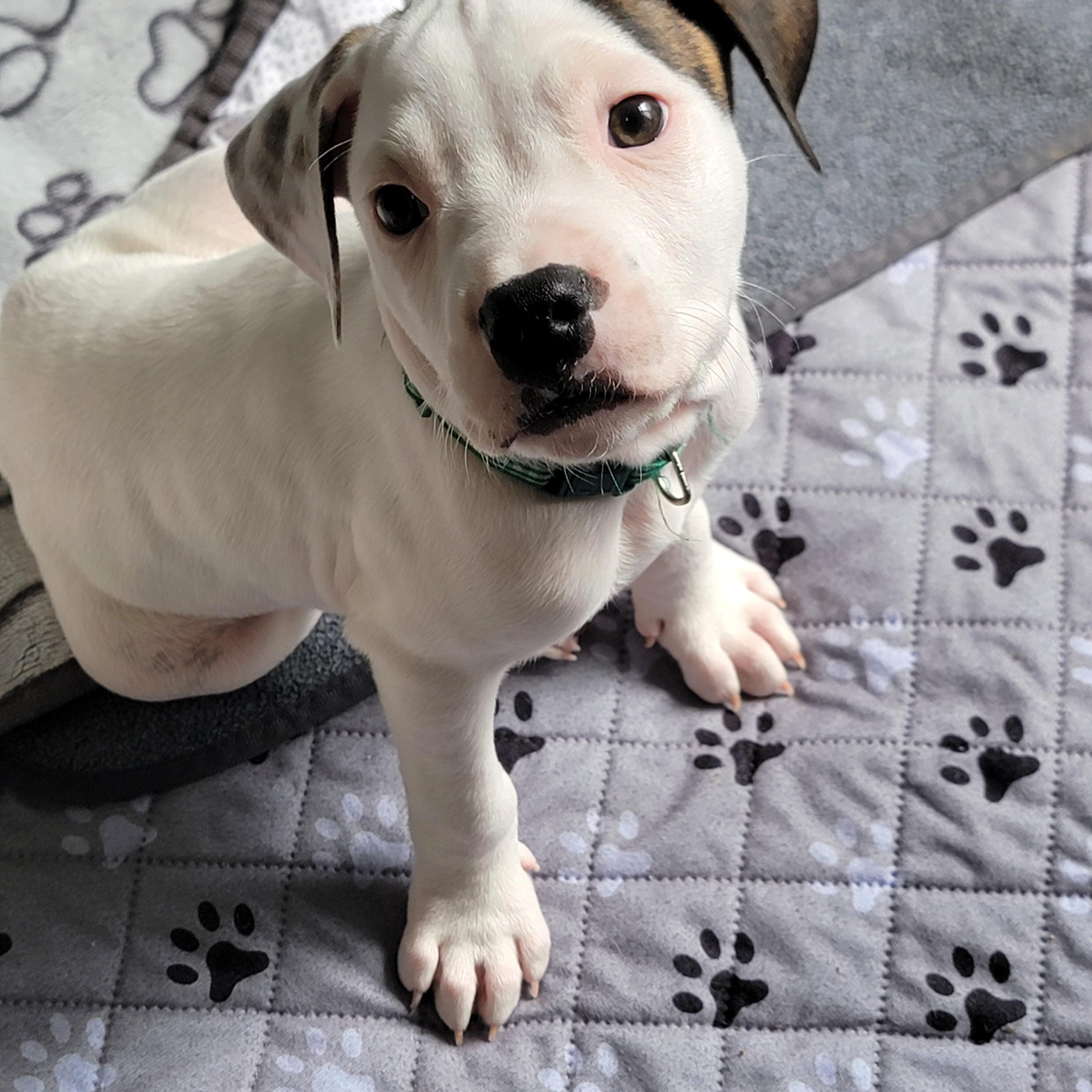 Spritz, a ADOPTABLE mixed breed in Joliet, IL image 3/3