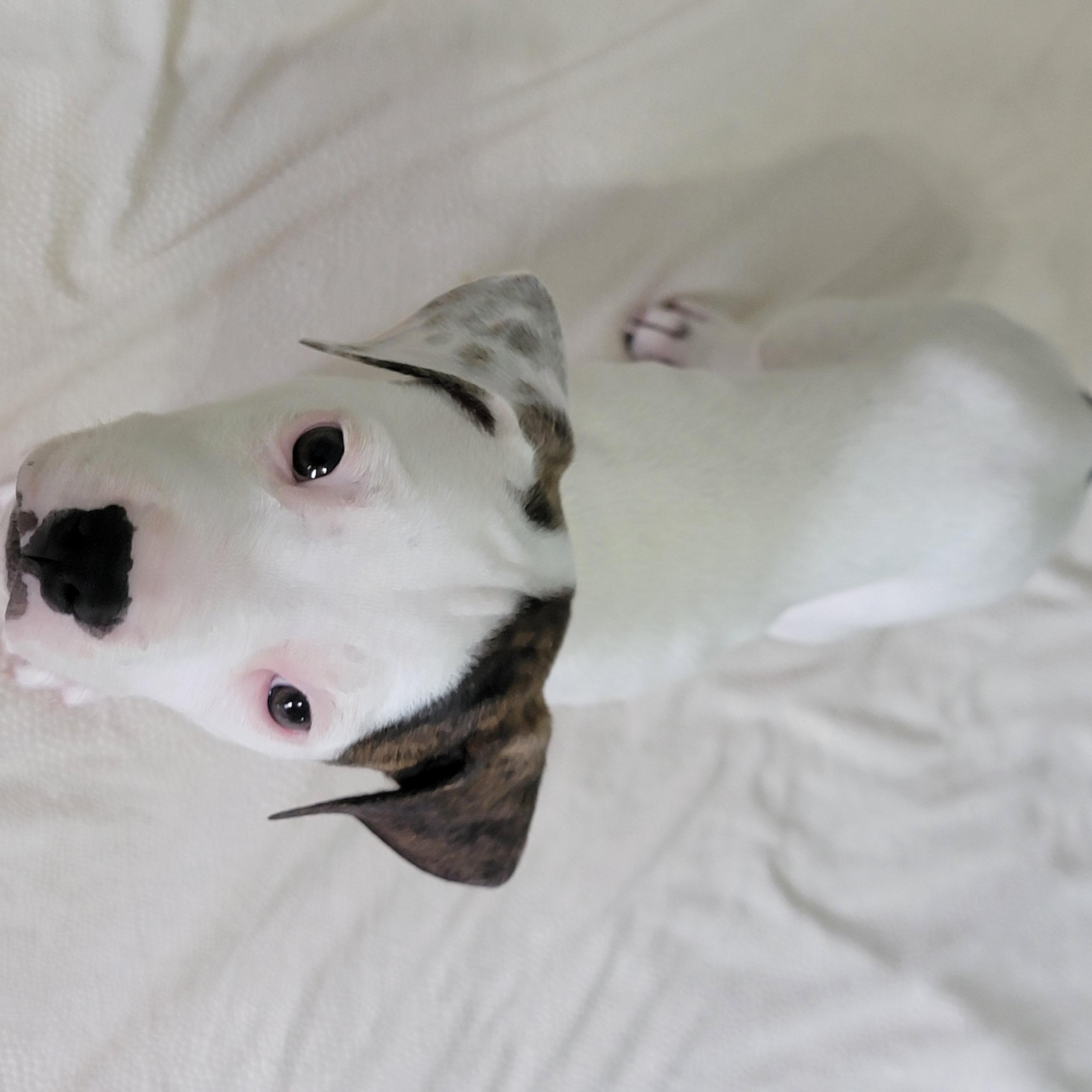 Spritz, a ADOPTABLE mixed breed in Joliet, IL image 2/3