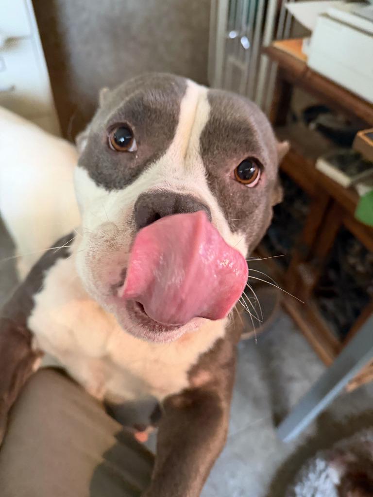 Dior, Adopted, Adult Female Staffordshire Bull Terrier.