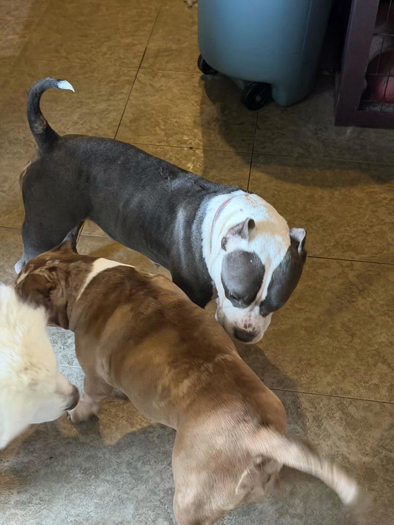 Enlarge Dior, a Adopted mixed breed in Farmersville, TX image 3/4