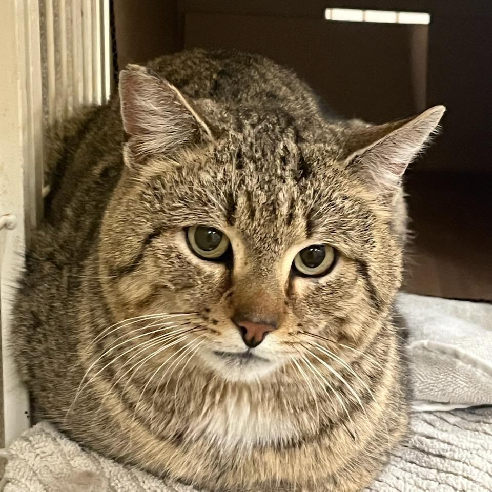 Enlarge Logan, a Adoptable Domestic Short Hair in Ballston Spa, NY image 1/3