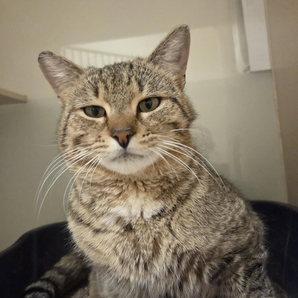 Enlarge Logan, a Adoptable Domestic Short Hair in Ballston Spa, NY image 2/3