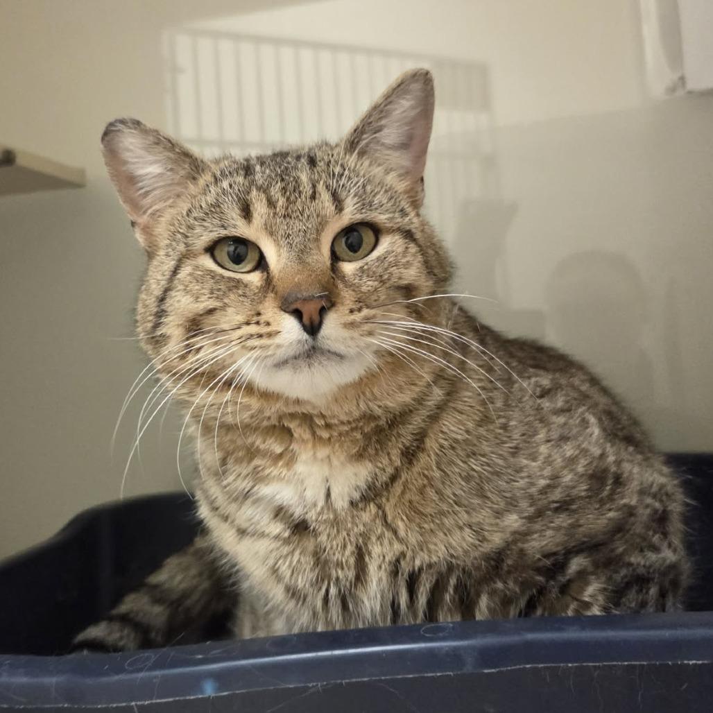 Enlarge Logan, a Adoptable Domestic Short Hair in Ballston Spa, NY image 3/3