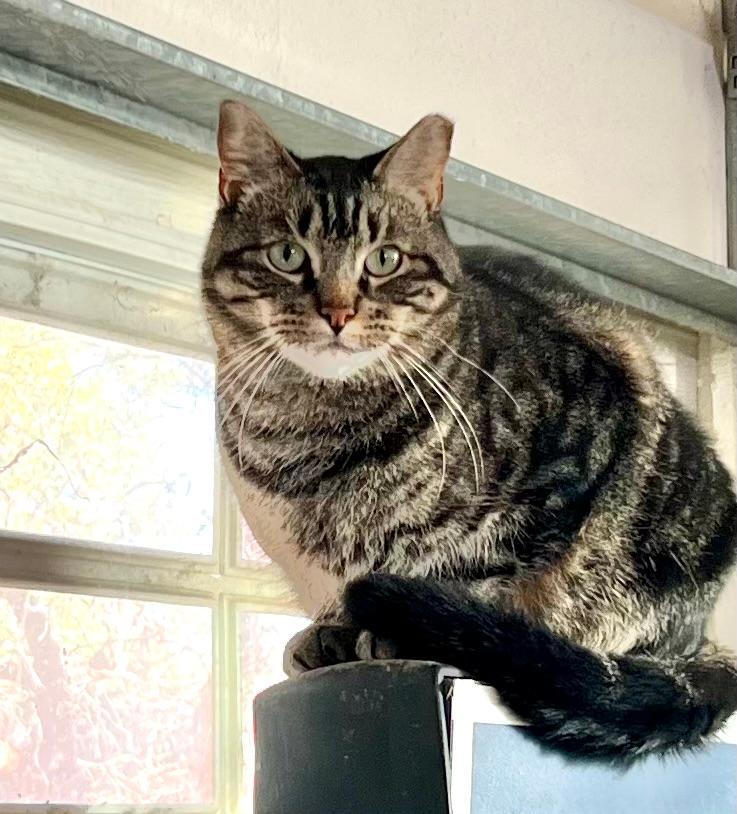 Sam, a Adoptable Domestic Short Hair in Gilroy, CA image 1/6