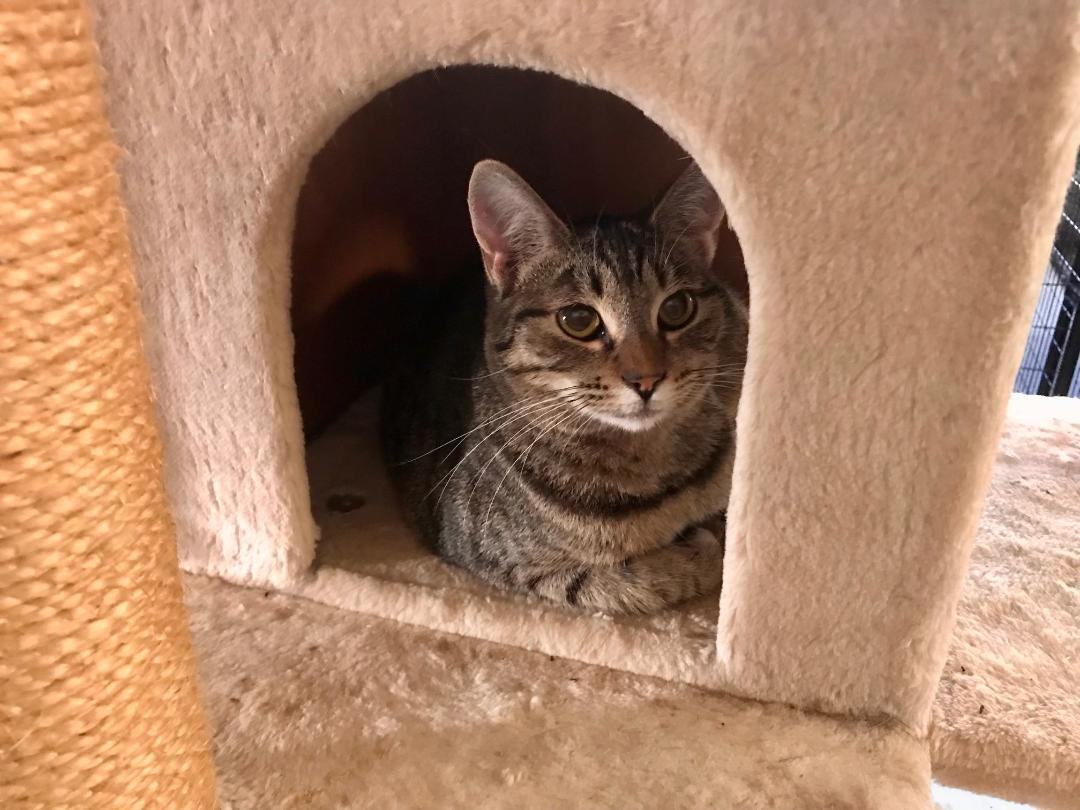 Sam, a Adoptable Domestic Short Hair in Gilroy, CA image 6/6