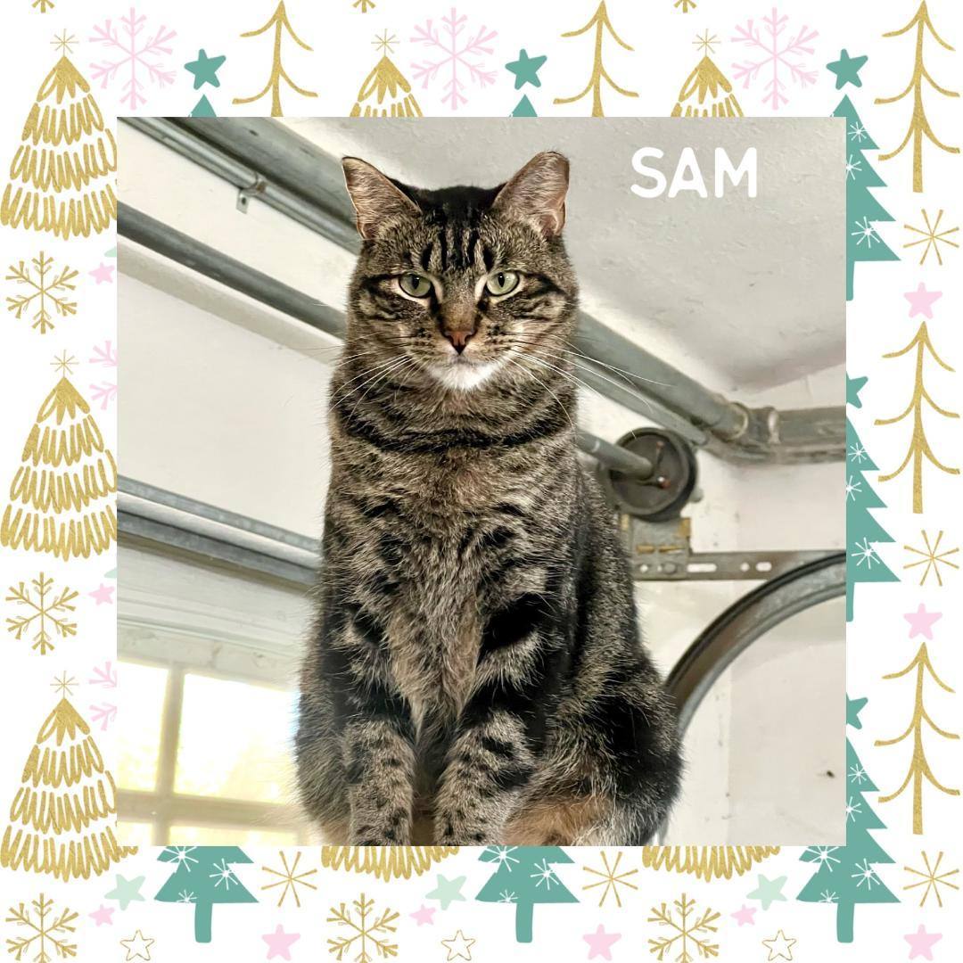 Sam, a Adoptable Domestic Short Hair in Gilroy, CA image 3/6