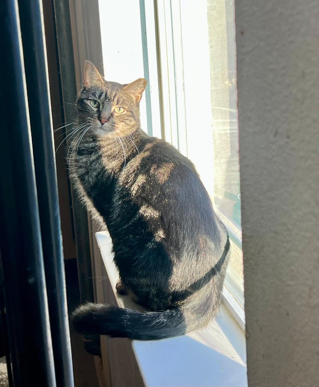 Sam, a Adoptable Domestic Short Hair in Gilroy, CA image 2/6