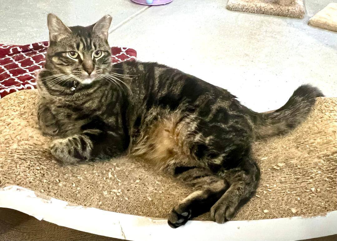 Sam, a Adoptable Domestic Short Hair in Gilroy, CA image 4/6