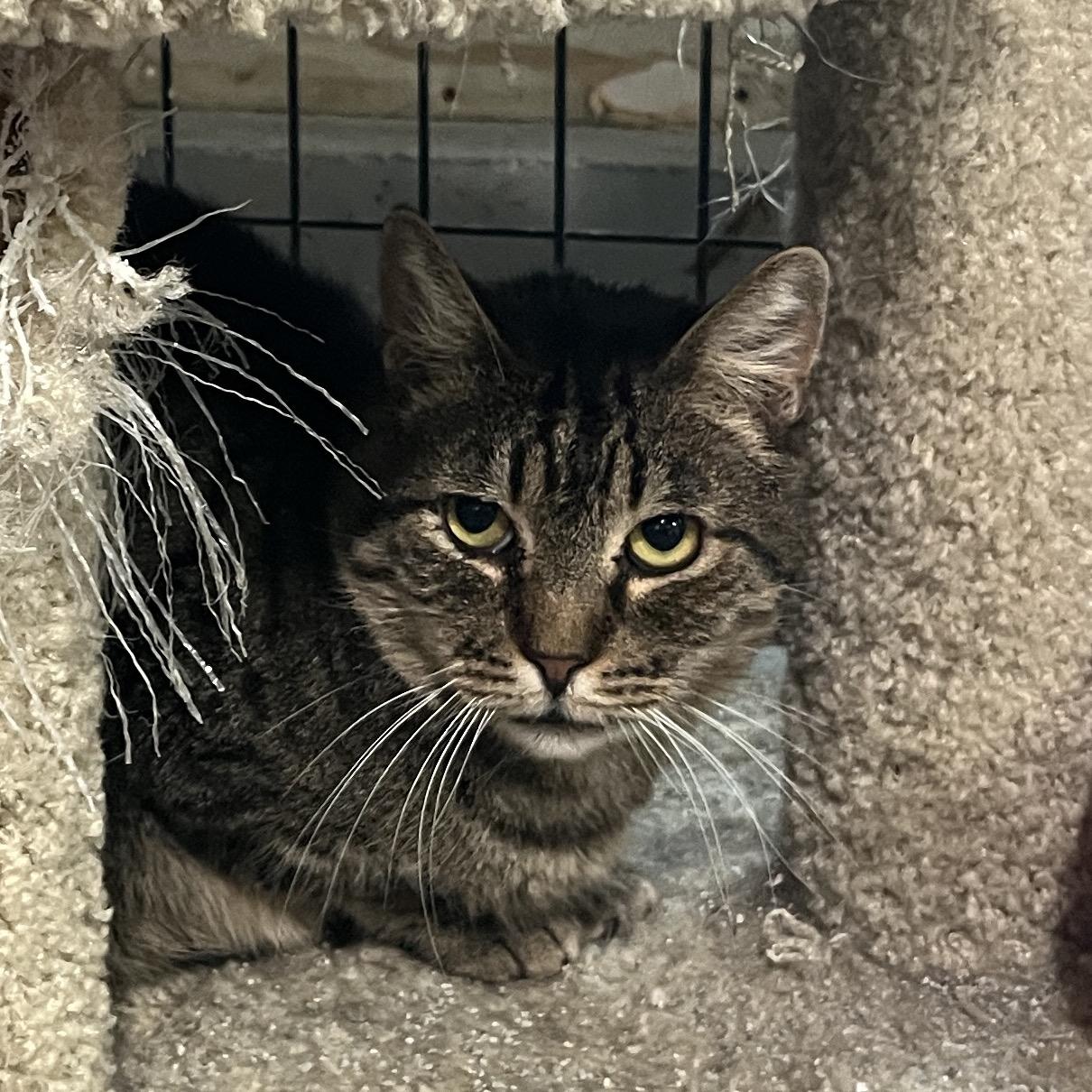 Sam, a Adoptable Domestic Short Hair in Gilroy, CA image 5/6