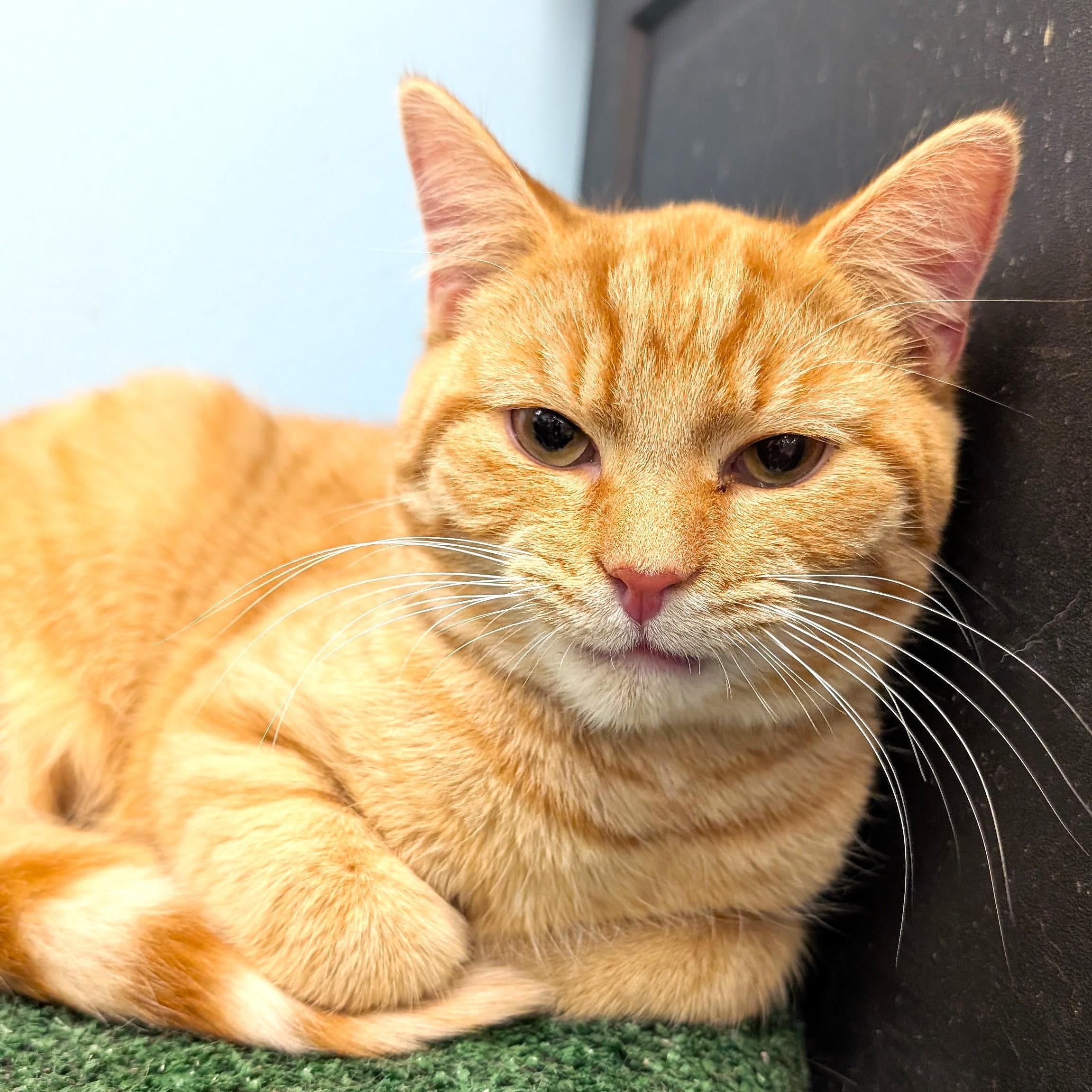 Sugarman, adopted, Kitten Male Tabby.