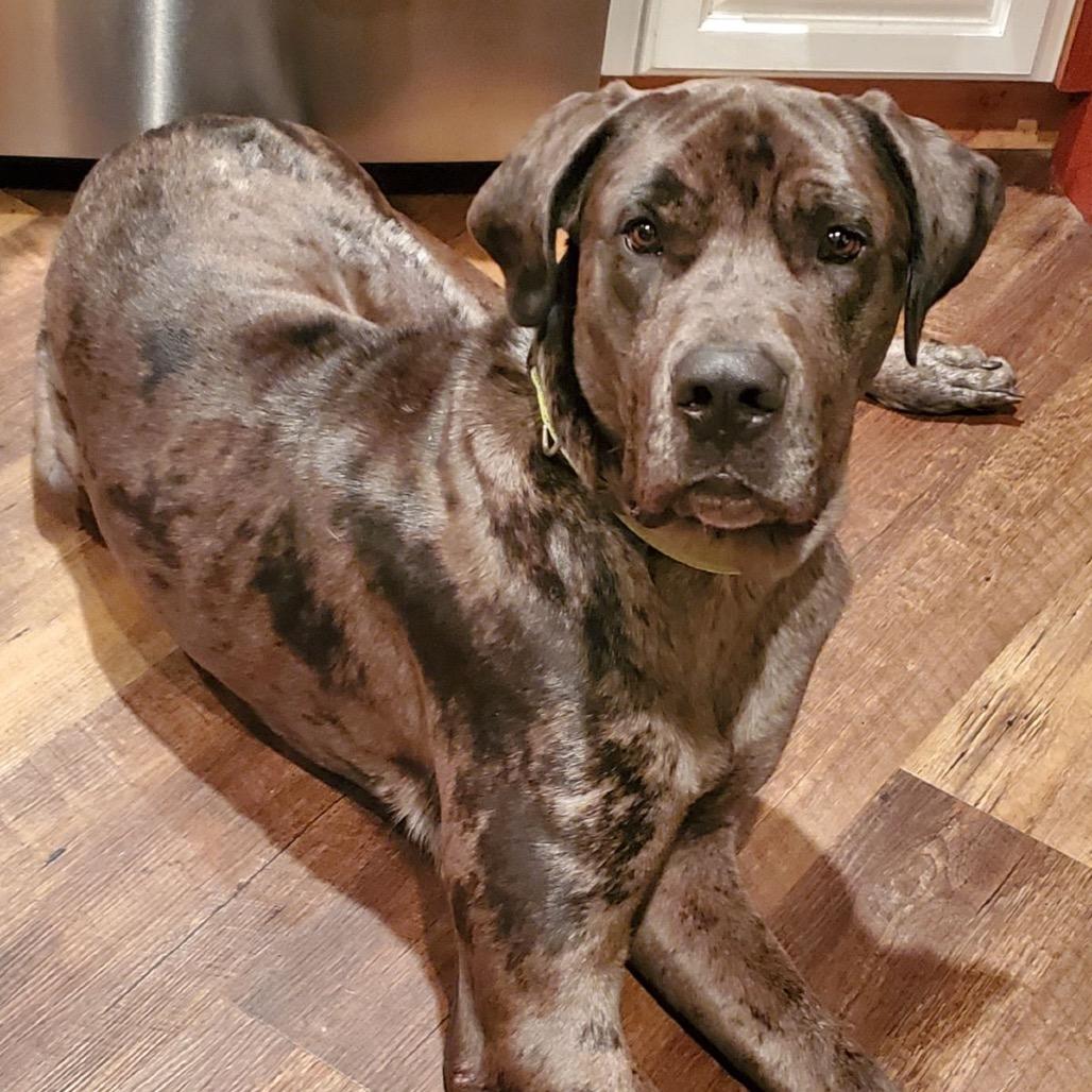 Zeus, Adoptable, Adult Male Great Dane & Mixed Breed.
