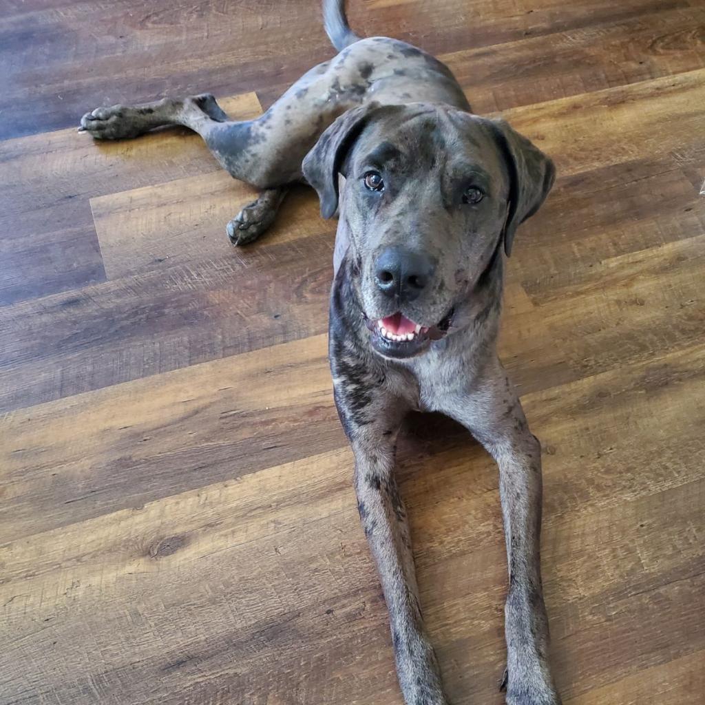 Enlarge Zeus, a Adoptable mixed breed in Milwaukee, WI image 2/6