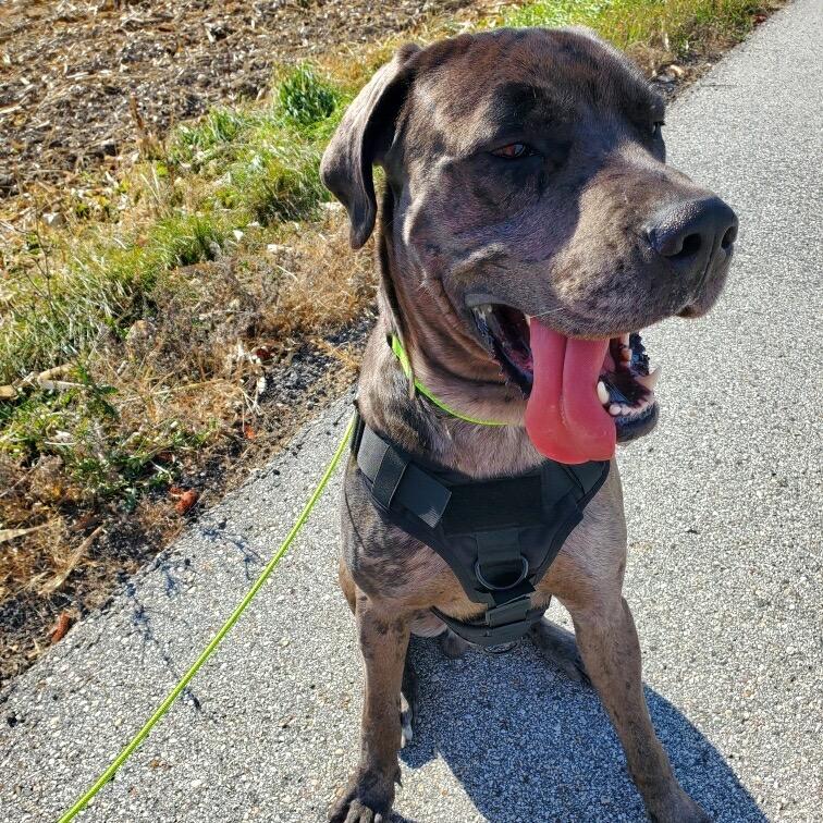 Enlarge Zeus, a Adoptable mixed breed in Milwaukee, WI image 3/6