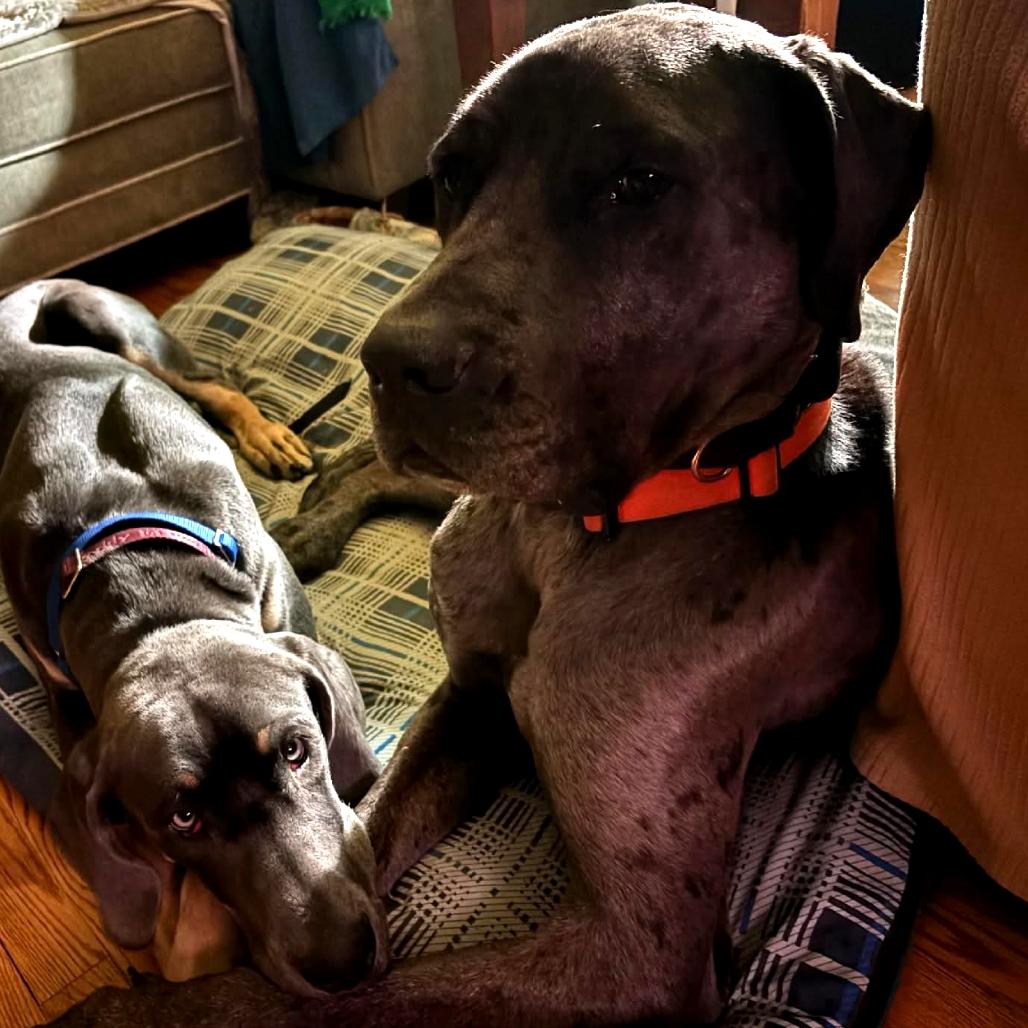 Enlarge Zeus, a Adoptable mixed breed in Milwaukee, WI image 4/6