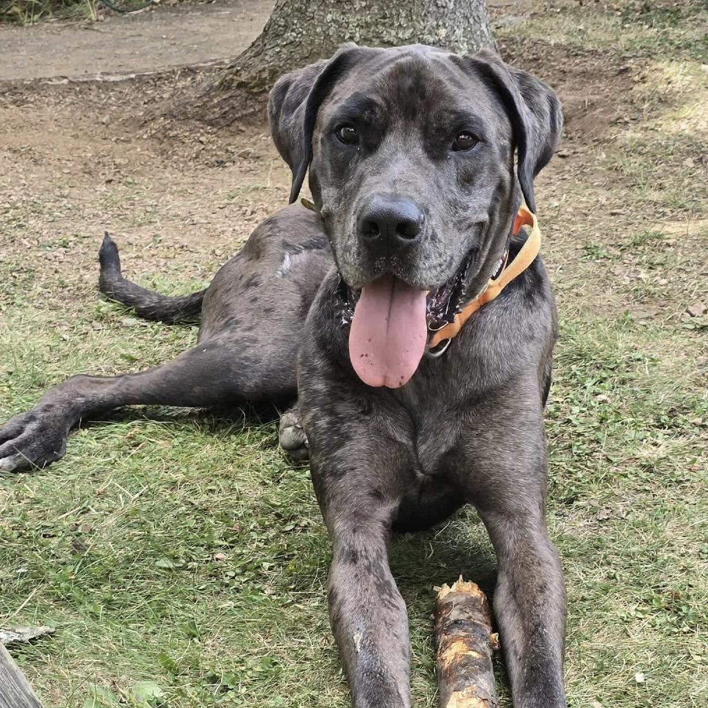 Enlarge Zeus, a Adoptable mixed breed in Milwaukee, WI image 5/6