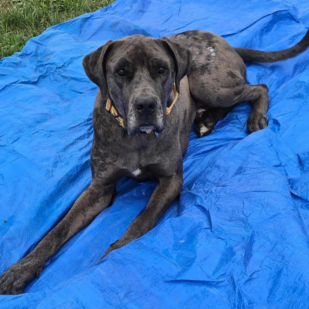 Enlarge Zeus, a Adoptable mixed breed in Milwaukee, WI image 5/6