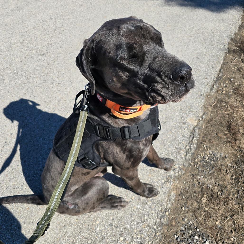 Enlarge Zeus, a Adoptable mixed breed in Milwaukee, WI image 6/6