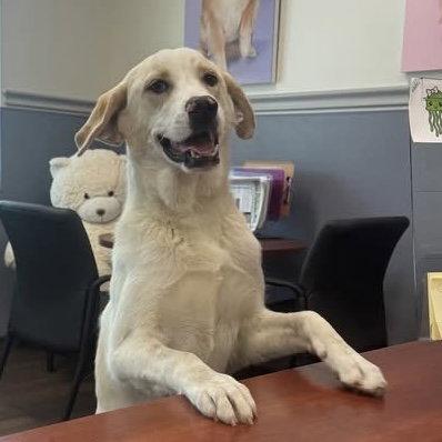 Sunflower, Adopted, Young Female Labrador Retriever.