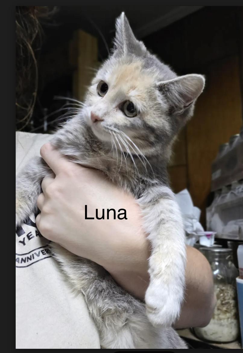 Luna, Adoptable, Young Female Domestic Short Hair & Tabby.
