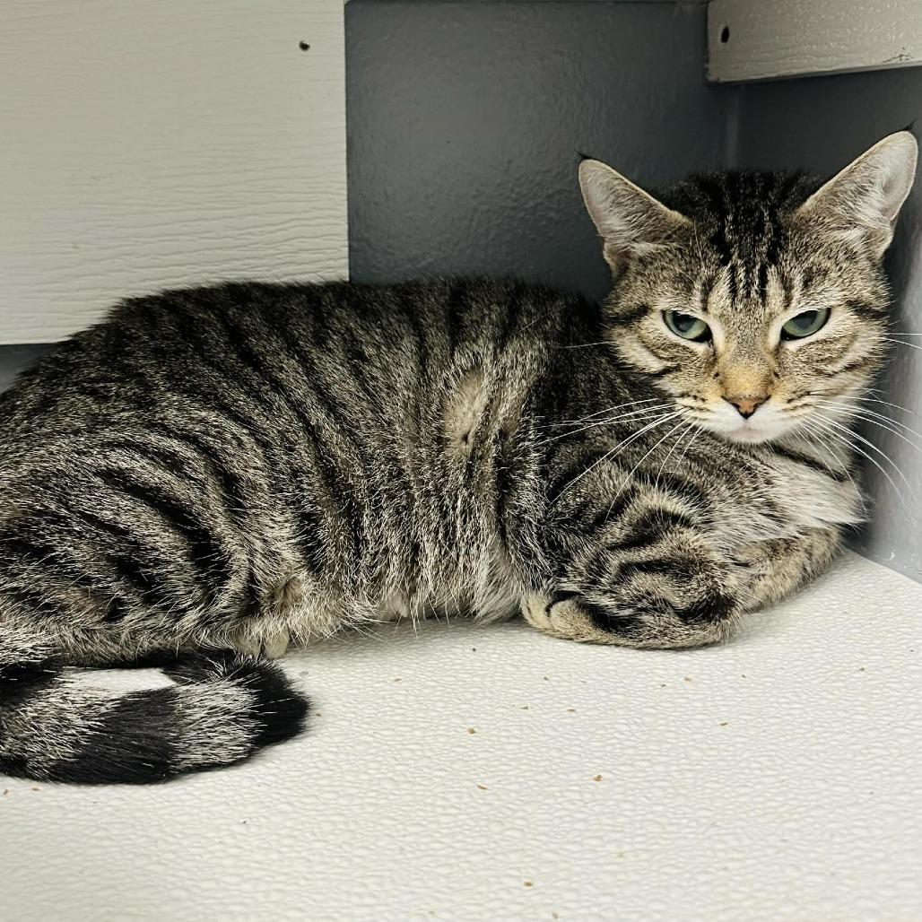 Enlarge Kindle- Sullivan Pet sense, a Adoptable Domestic Short Hair in Union, MO image 1/1