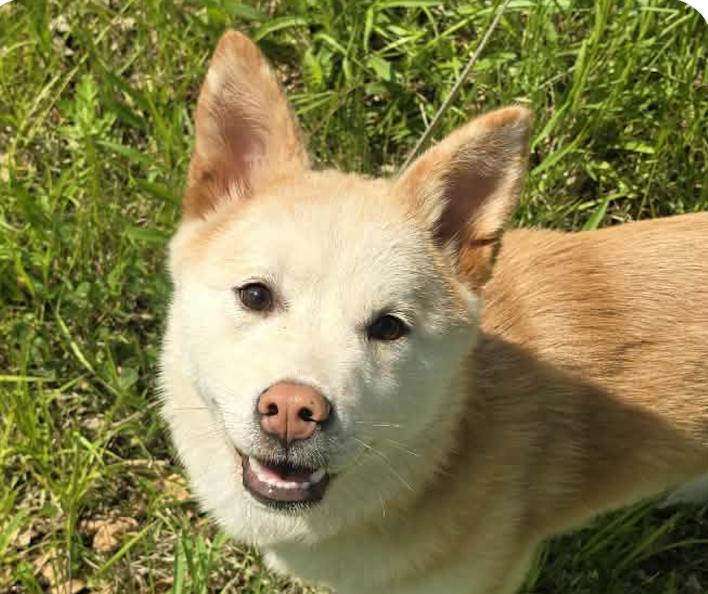 Gamja, adopted, Puppy Female Shiba Inu & Corgi.