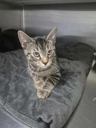 Hugh, Adoptable, Young Male Domestic Short Hair & Domestic Short Hair.