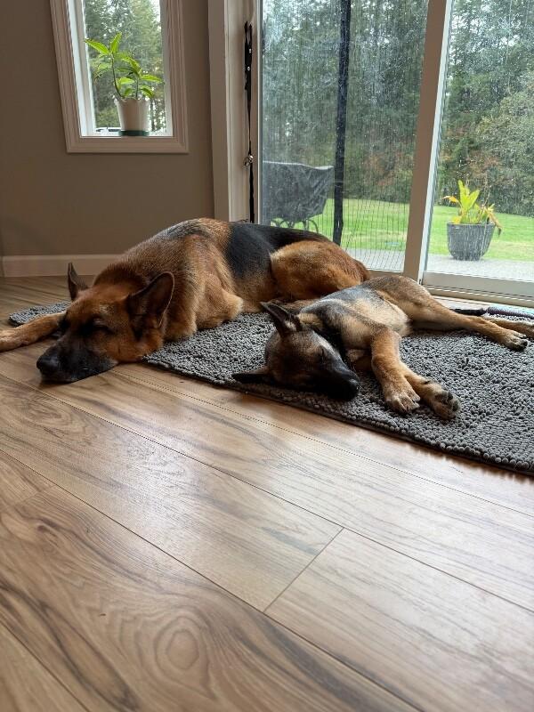 Enlarge Harrison, a Adoptable mixed breed in Seattle, WA image 3/6