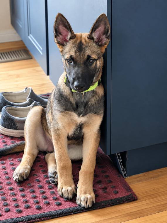 Harrison, Adoptable, Young Male German Shepherd Dog.