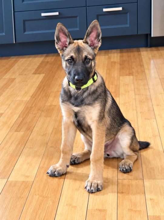 Enlarge Harrison, a Adoptable mixed breed in Seattle, WA image 2/4