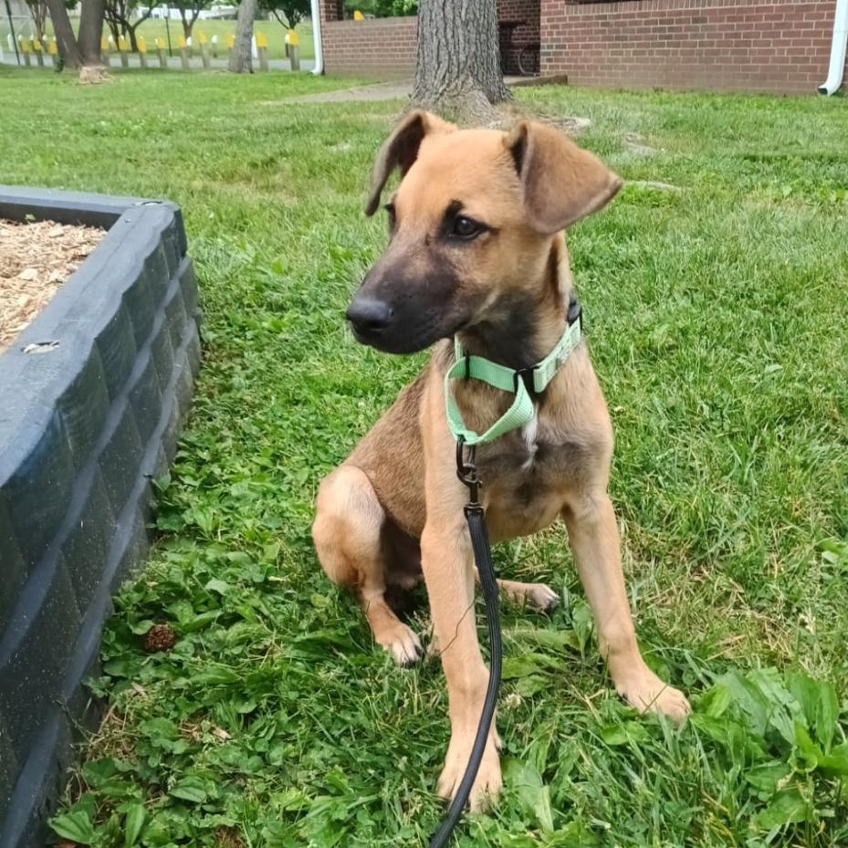 Mango, a Adoptable mixed breed in Baltimore, MD image 6/6