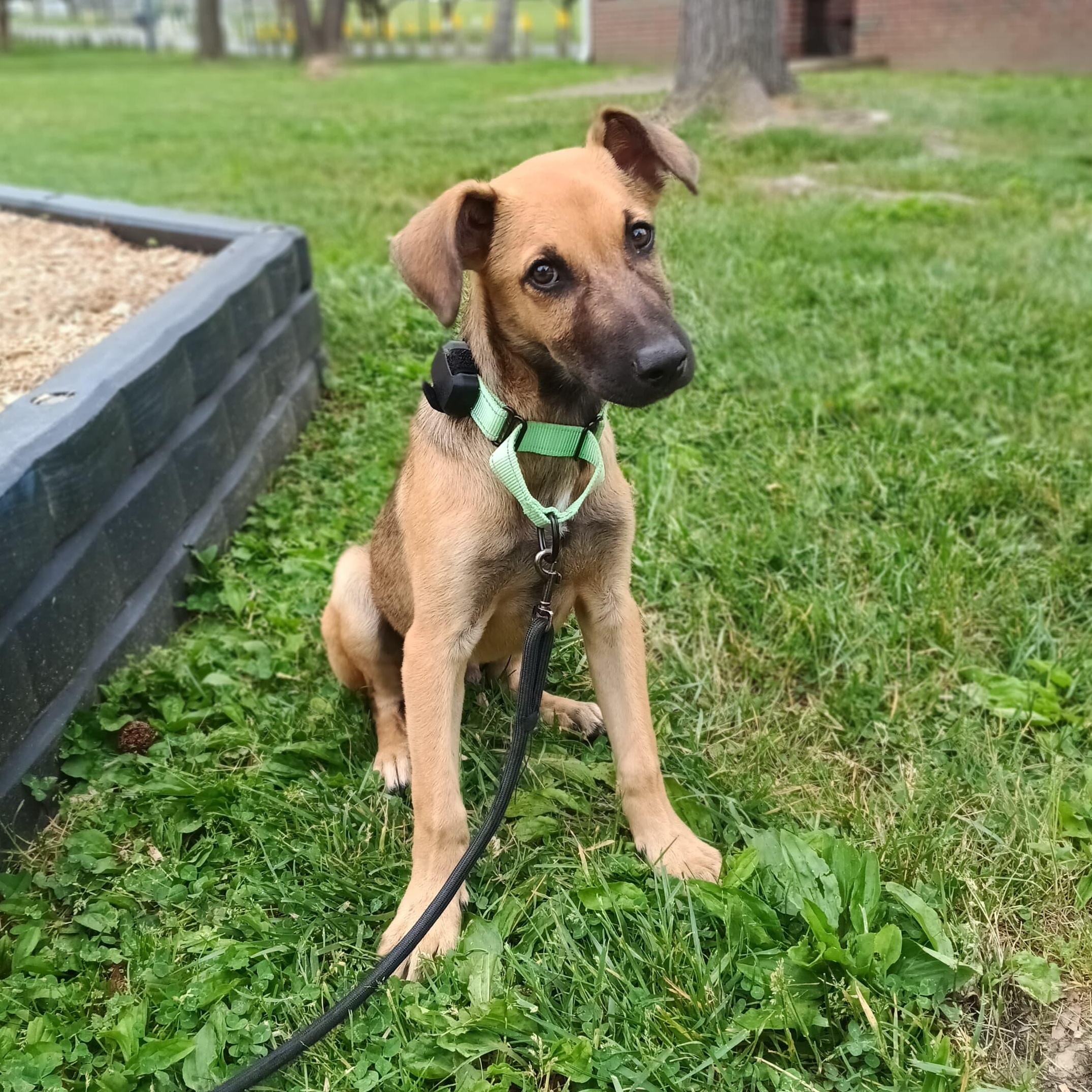 Mango, Adoptable, Puppy Male Belgian Shepherd / Malinois.