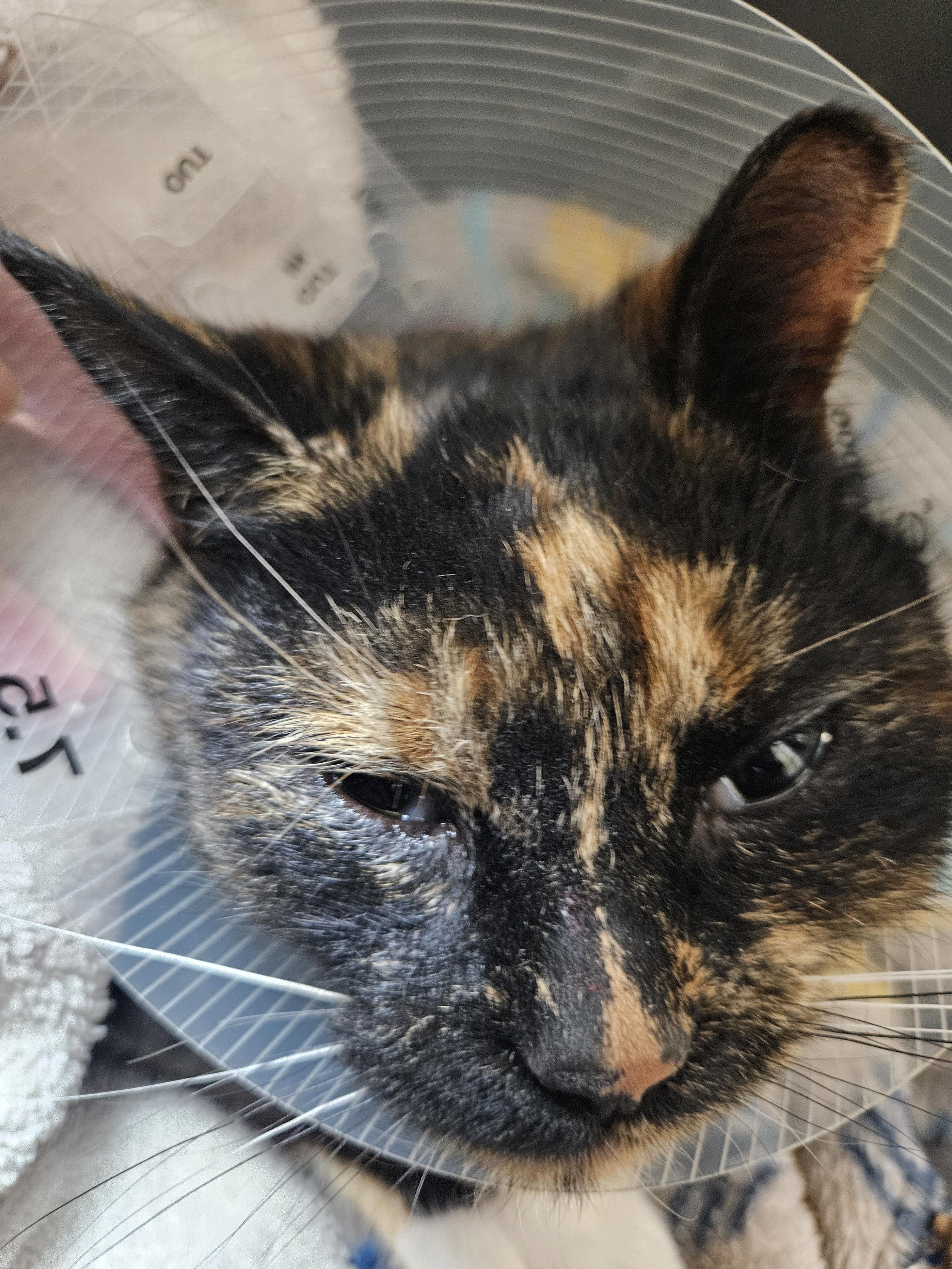 Enlarge 60006425, a ADOPTABLE Domestic Short Hair in Elko, NV image 1/1