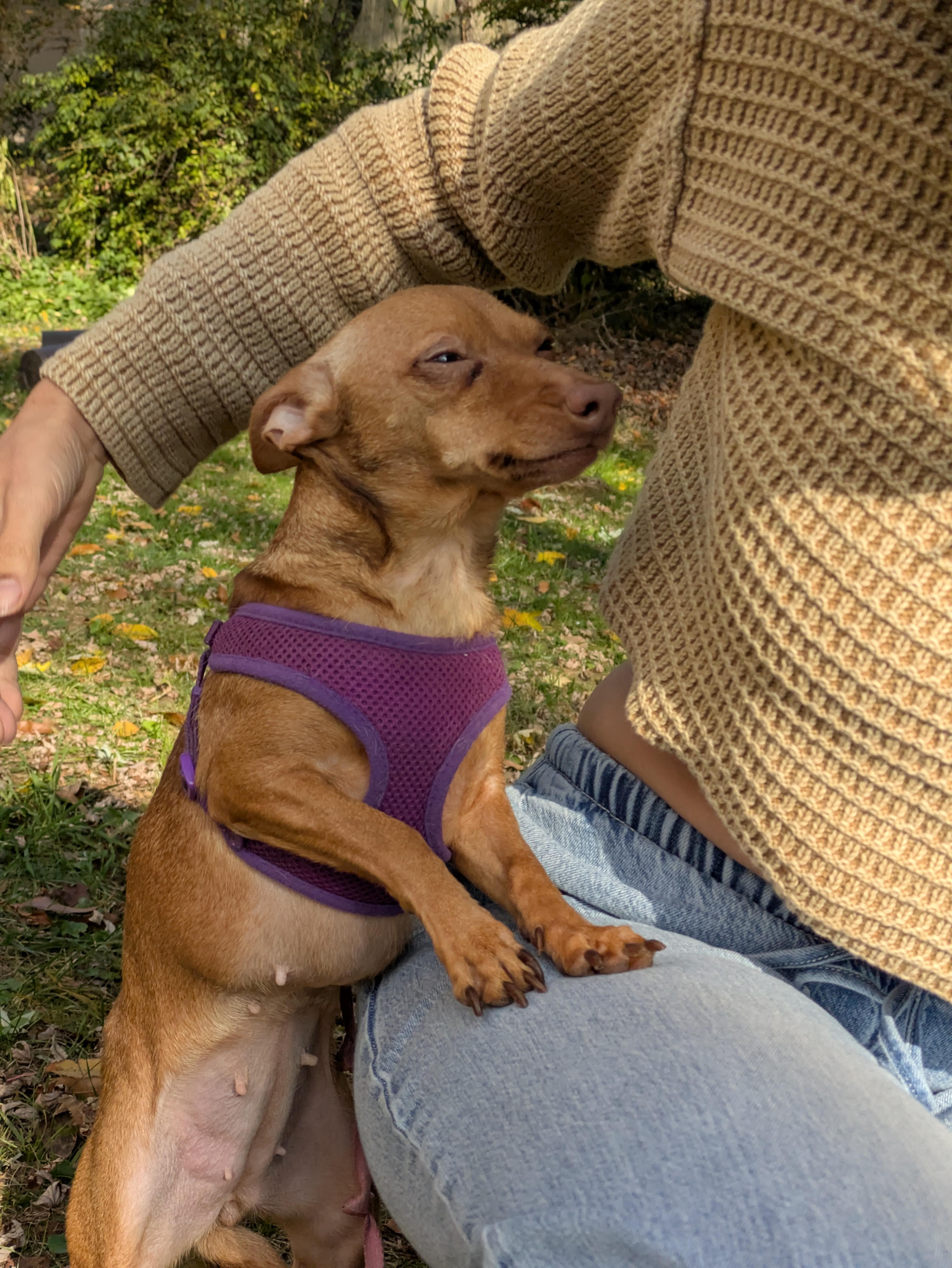 Ruby, Adoptable, Adult Female Chihuahua & Italian Greyhound.
