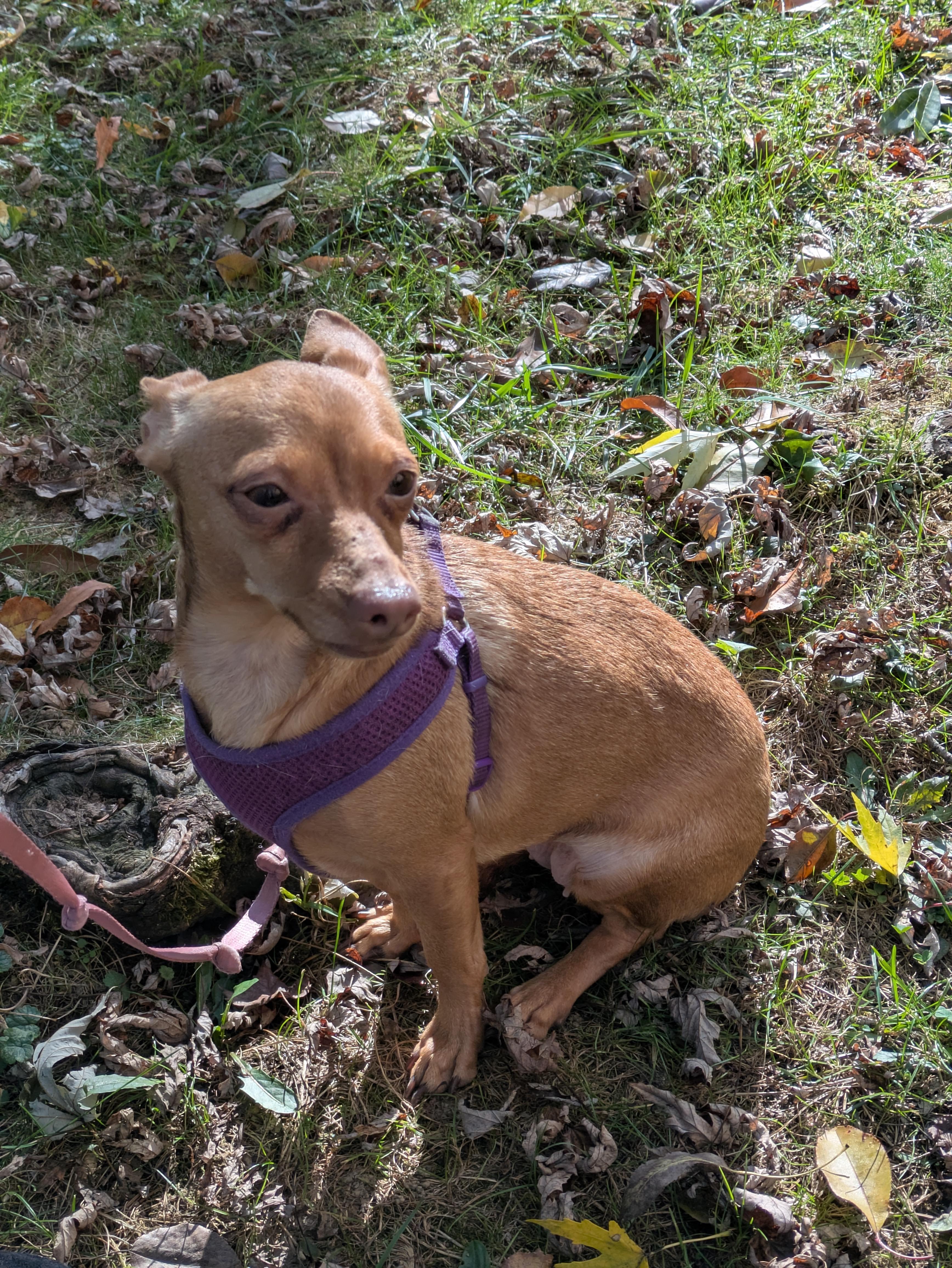 Ruby, a Adoptable mixed breed in PITTSBURGH, PA image 3/4