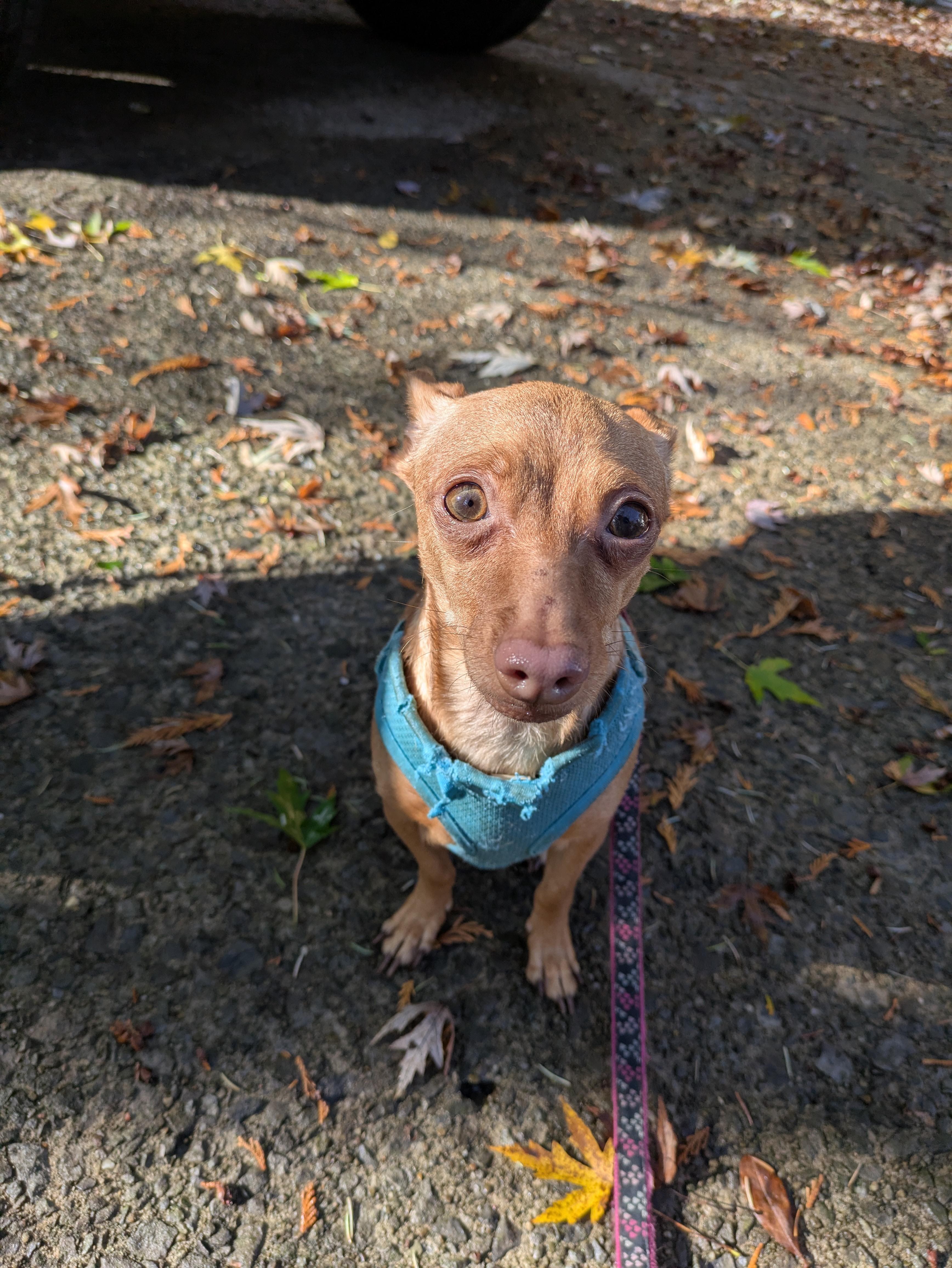Ruby, a Adoptable mixed breed in PITTSBURGH, PA image 4/4